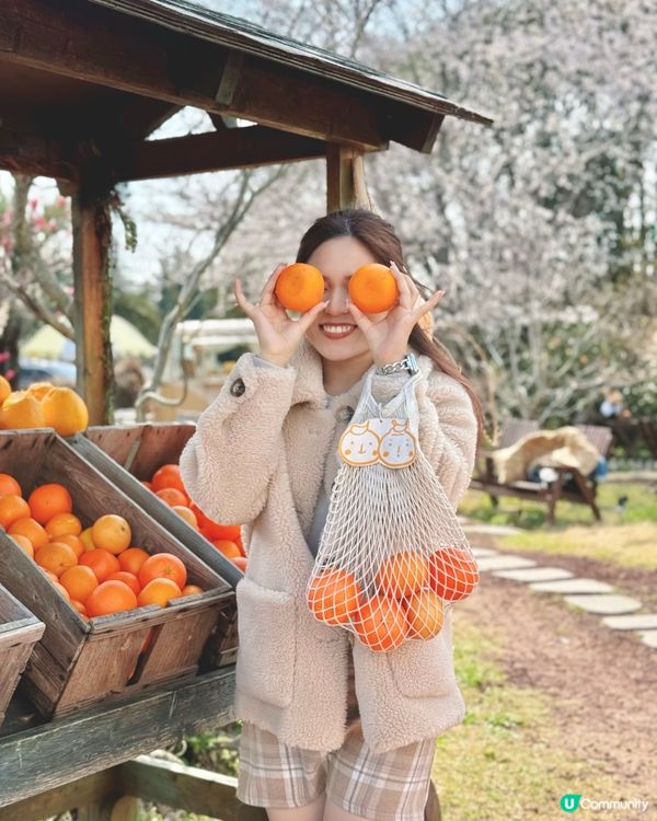 🇰🇷春天濟州橘子咖啡店🍊