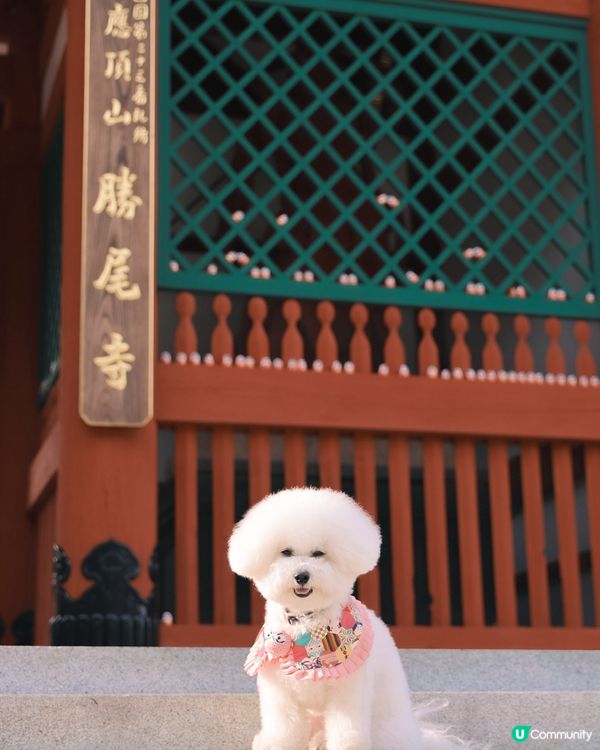 勝尾寺打卡！紅色達摩超搶眼🤩 影相一流📸！