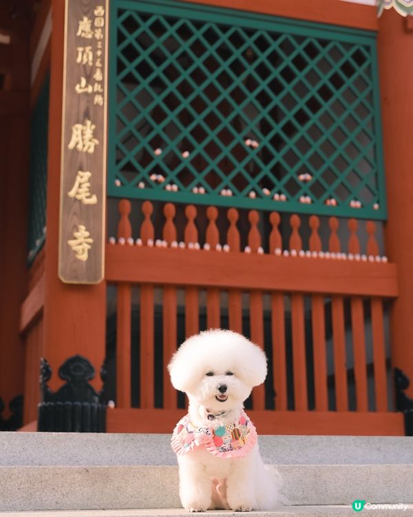 勝尾寺打卡！紅色達摩超搶眼🤩 影相一流📸！