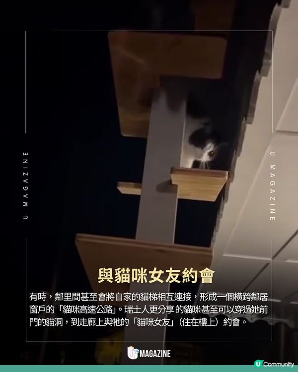 瑞士貓貓專用樓梯奇觀！一窺超暖心的貓咪天堂建築學