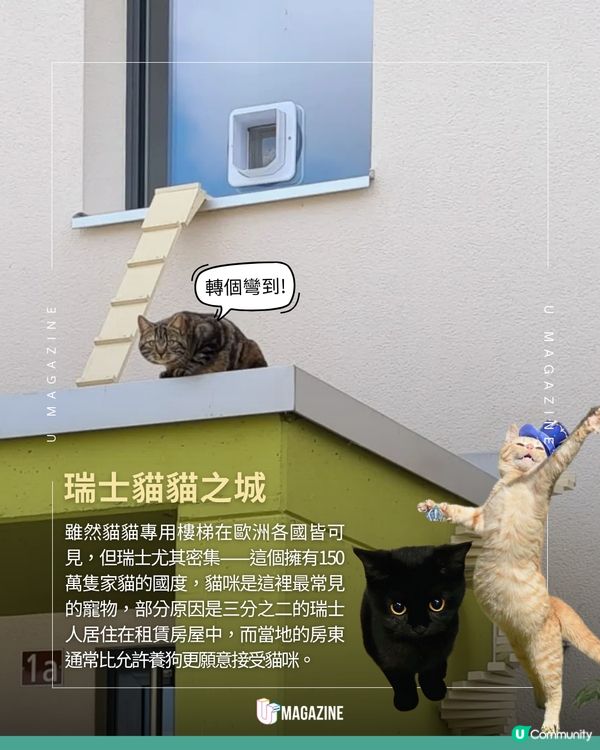 瑞士貓貓專用樓梯奇觀！一窺超暖心的貓咪天堂建築學