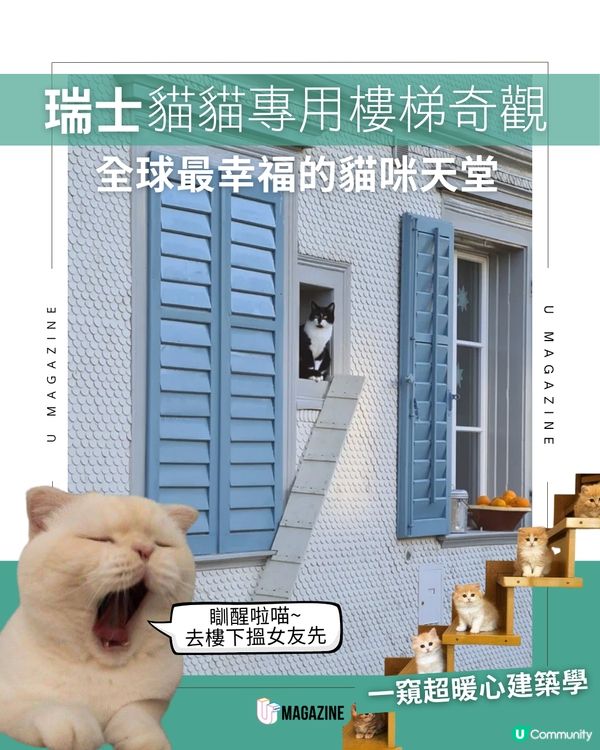 瑞士貓貓專用樓梯奇觀！一窺超暖心的貓咪天堂建築學