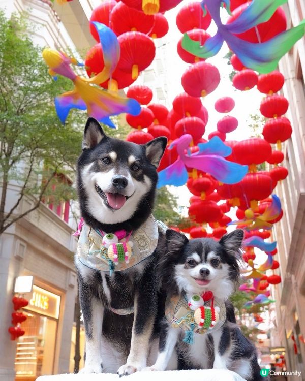 中秋打卡第一站📸利東街🌕🏮