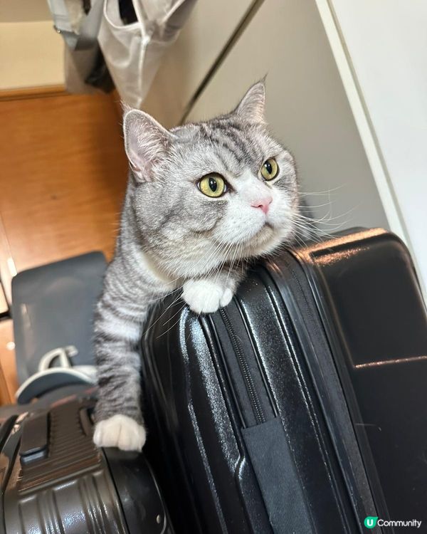 搬屋大作戰！喵星人監工中 😼📦