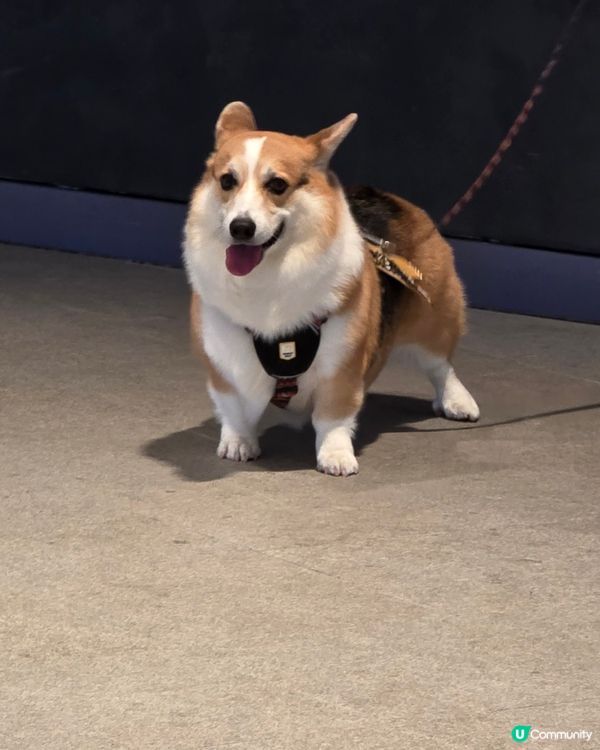 小哥基