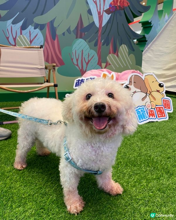 第一次帶狗狗到合和商場