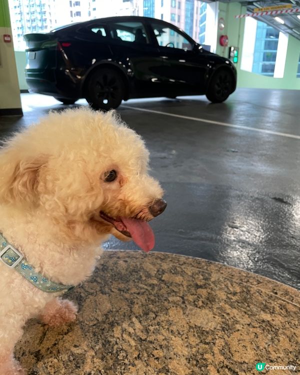 第一次帶狗狗到合和商場