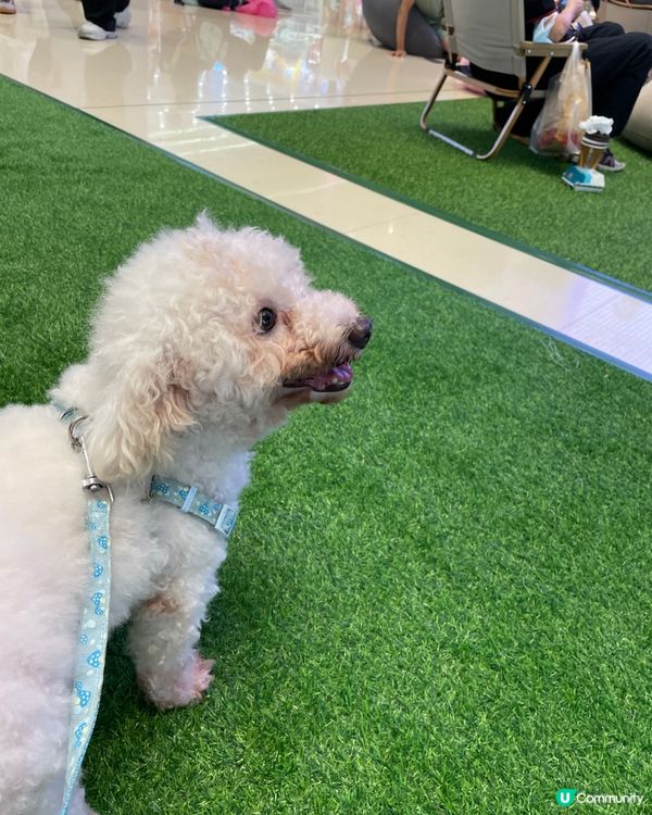 第一次帶狗狗到合和商場