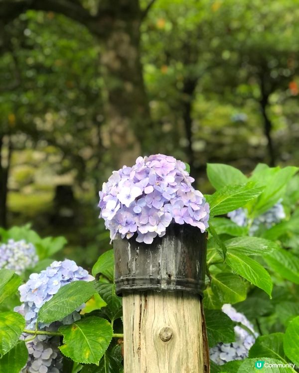 環遊日本🇯🇵熊野古道一日遊攻略⛩️