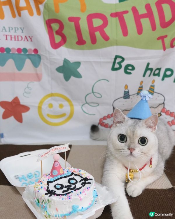 Birthday cat 🎂