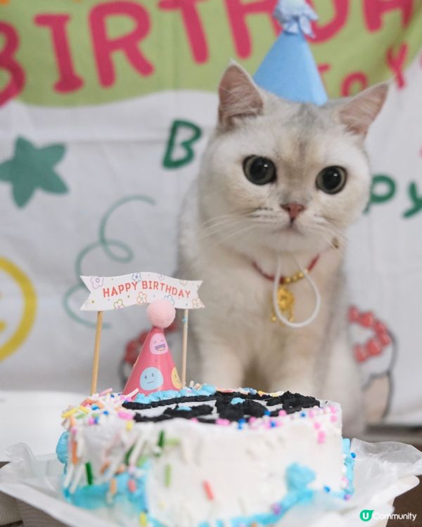 Birthday cat 🎂