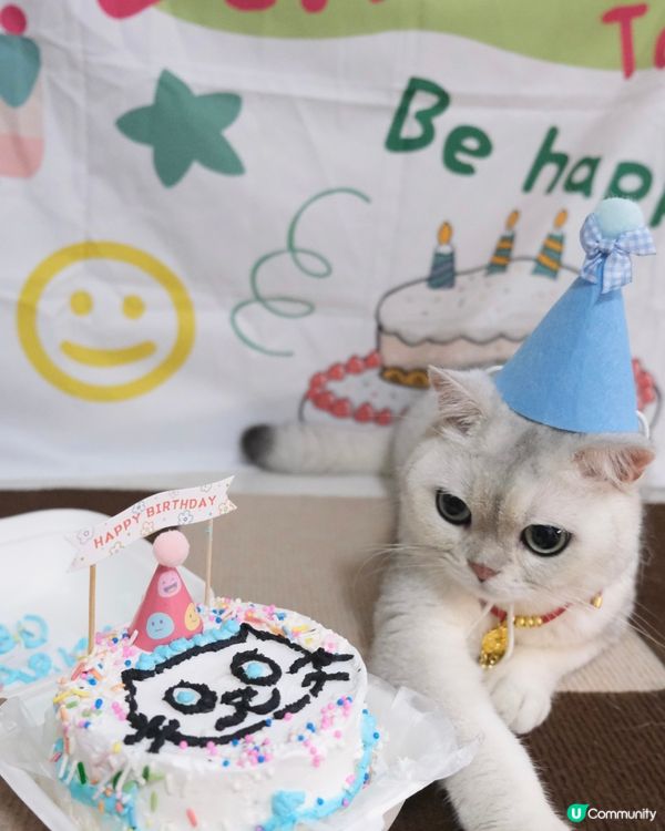 Birthday cat 🎂