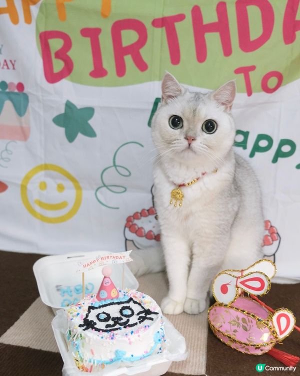 Birthday cat 🎂