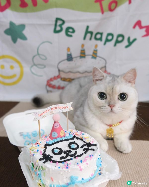 Birthday cat 🎂