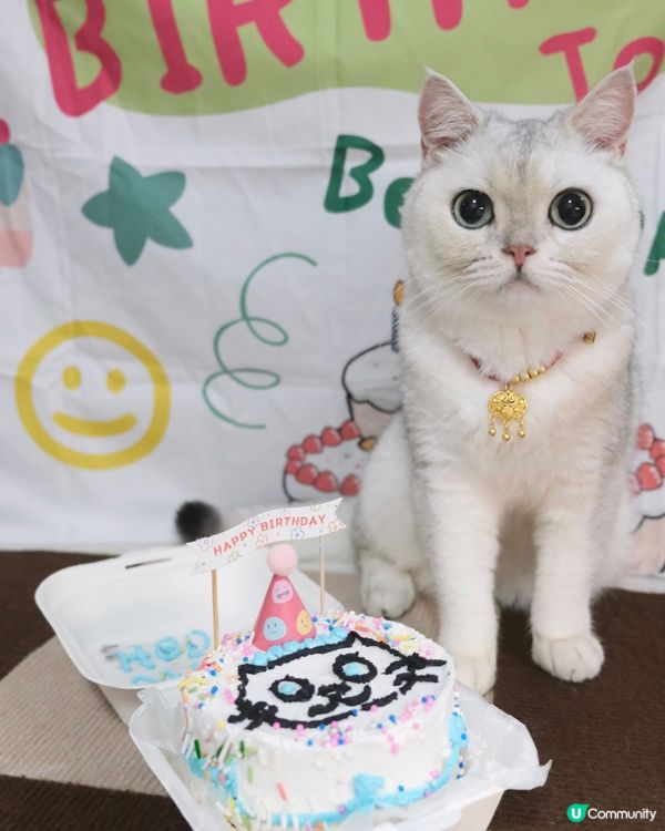 Birthday cat 🎂