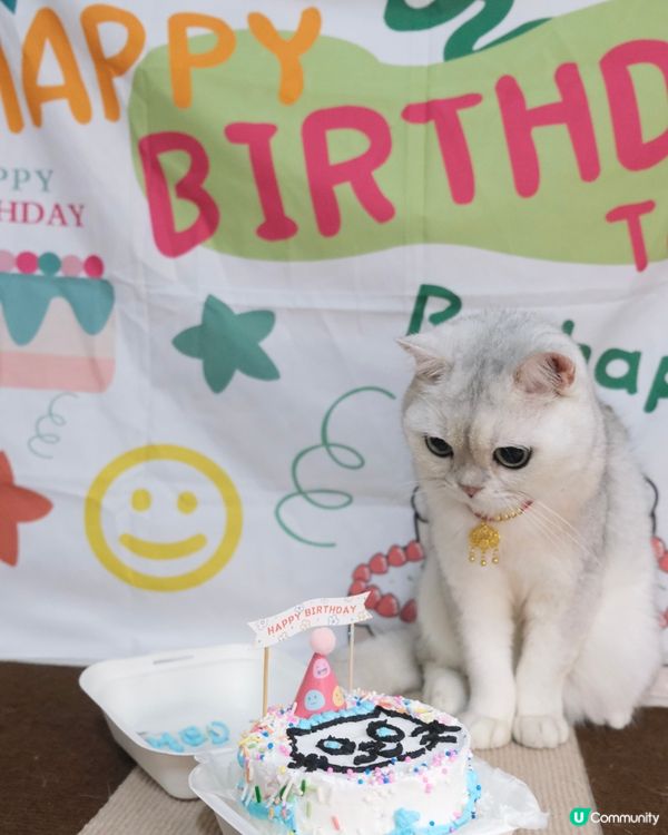 Birthday cat 🎂