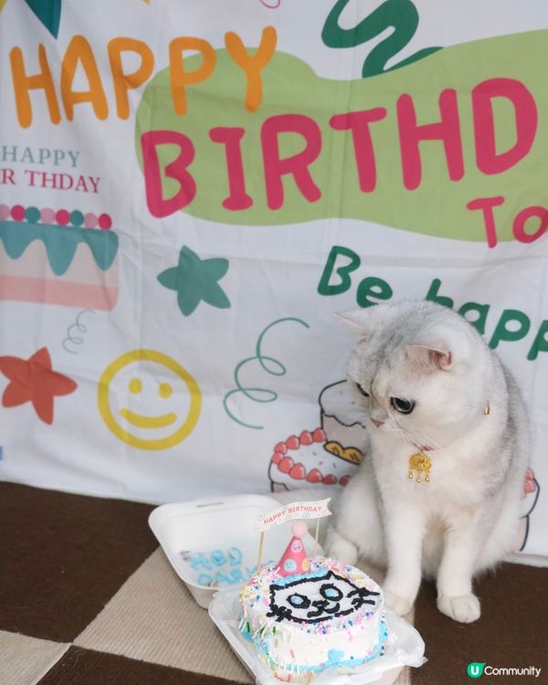 Birthday cat 🎂