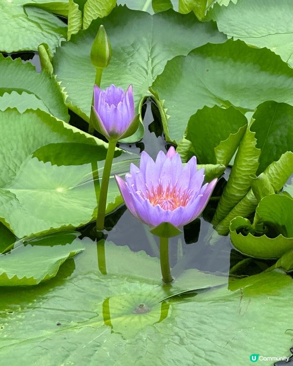 左上圖，馬鞍山日落，右上圖西貢GO Part. 下圖志蓮淨苑...