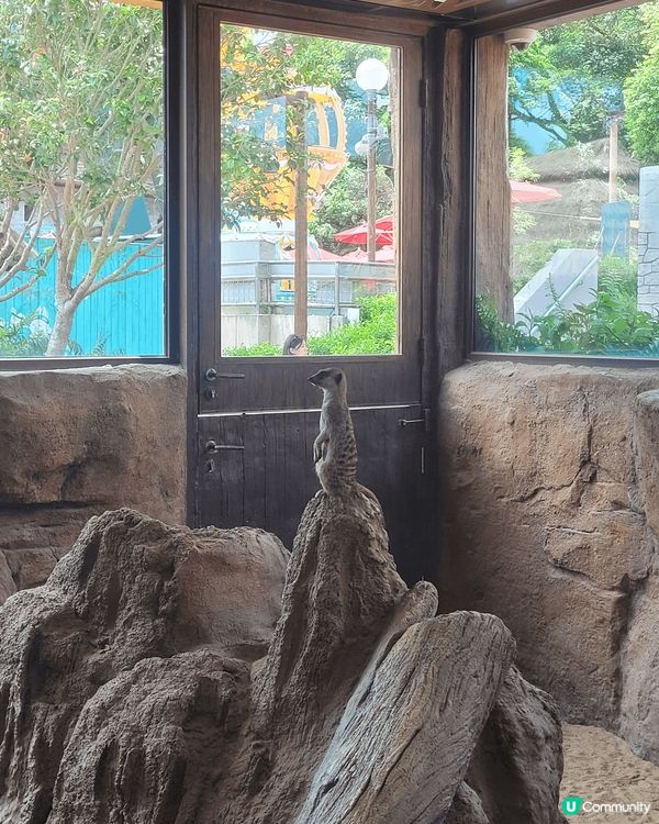海洋公園的動物十分可愛，不開心的時候望着牠們會開心些。