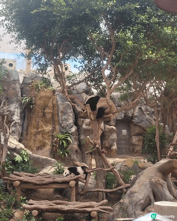 海洋公園的動物十分可愛，不開心的時候望着牠們會開心些。