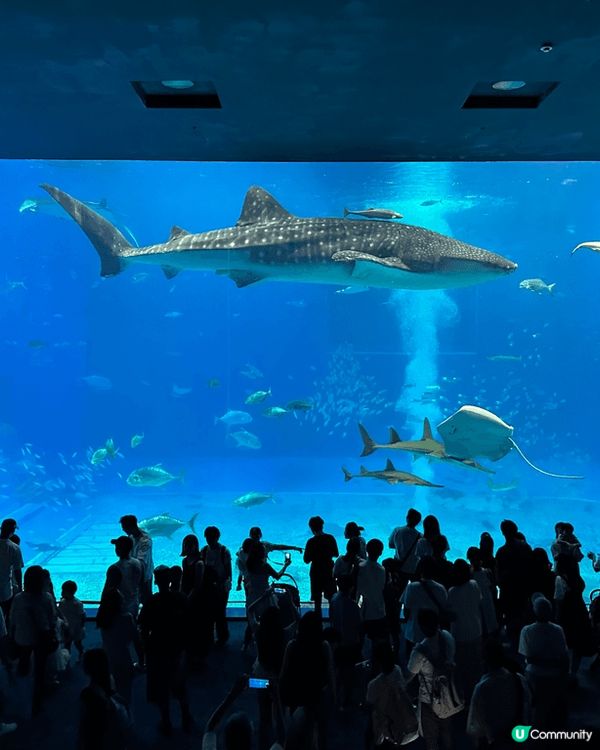 沖繩超好玩，因為有靚景同特色景點：