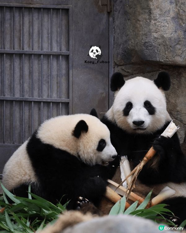 海洋公園大熊貓超級可愛又得意