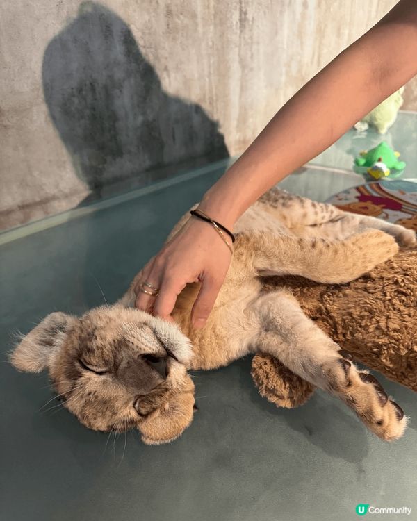 泰國有得同獅子仔共處嘅cafe, 只要消費足額就可以有短時間...