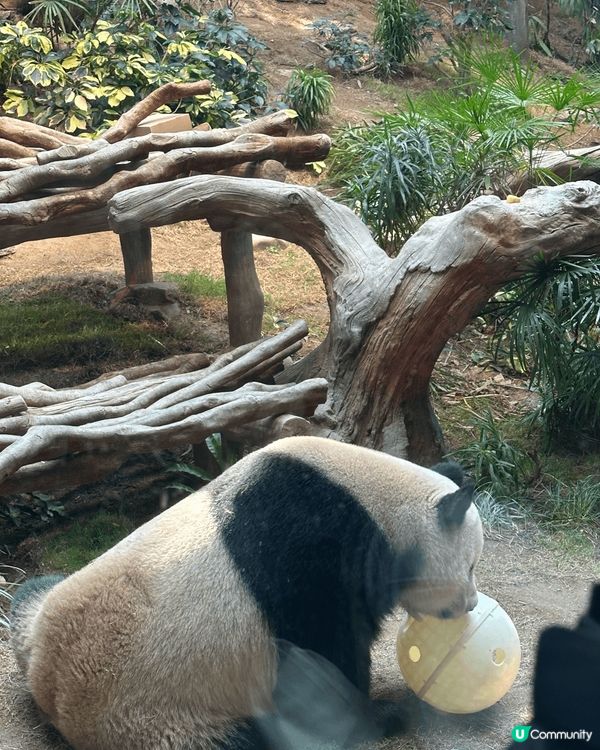 海洋公園係一個充滿回憶嘅地方，係香港人必去的一個樂園。