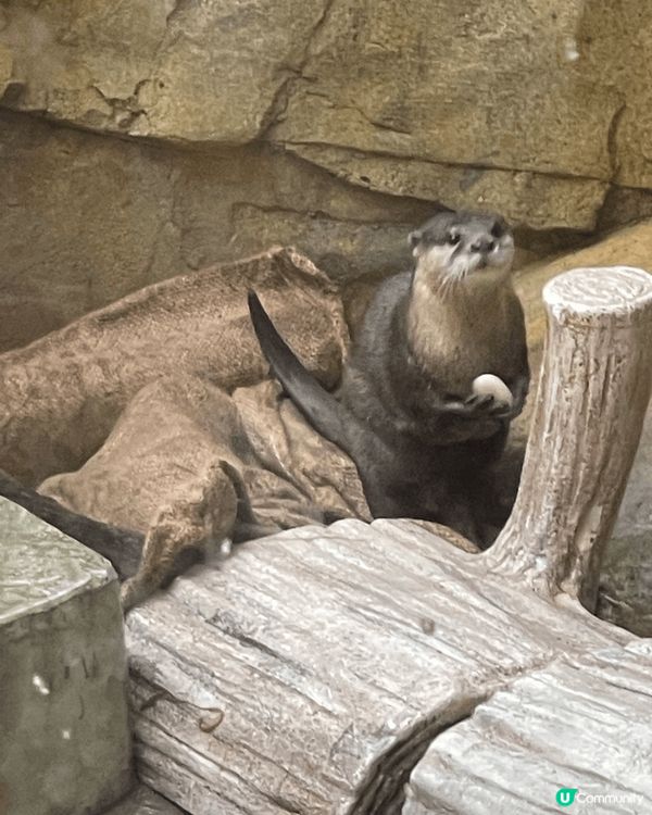 香港動植物公園，好多動物可以觀賞，又免費入場。力推！