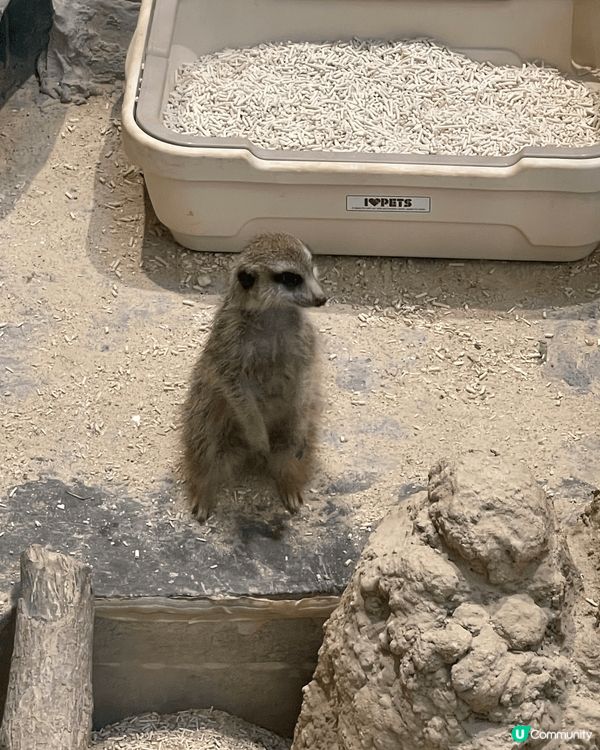 香港動植物公園，好多動物可以觀賞，又免費入場。力推！