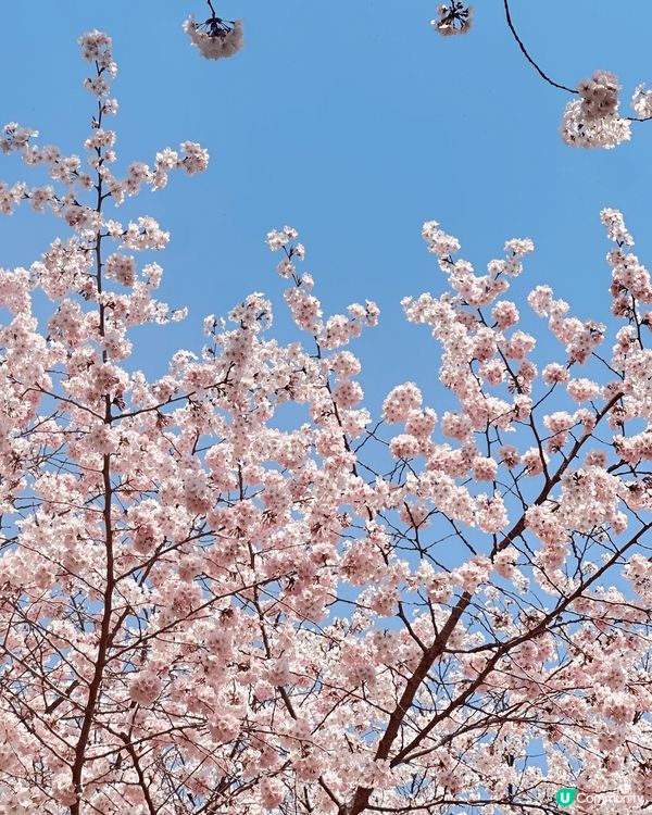 🌸 韓國櫻花季，浪漫爆燈！💖 睇相都醉！