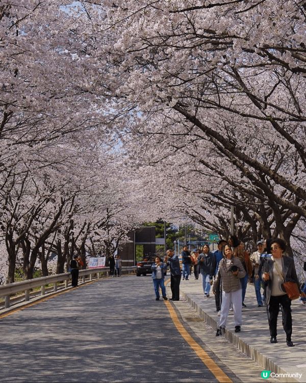 🌸 韓國櫻花季，浪漫爆燈！💖 睇相都醉！