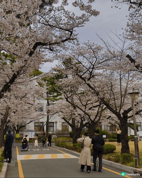 🌸 韓國櫻花季，浪漫爆燈！💖 睇相都醉！