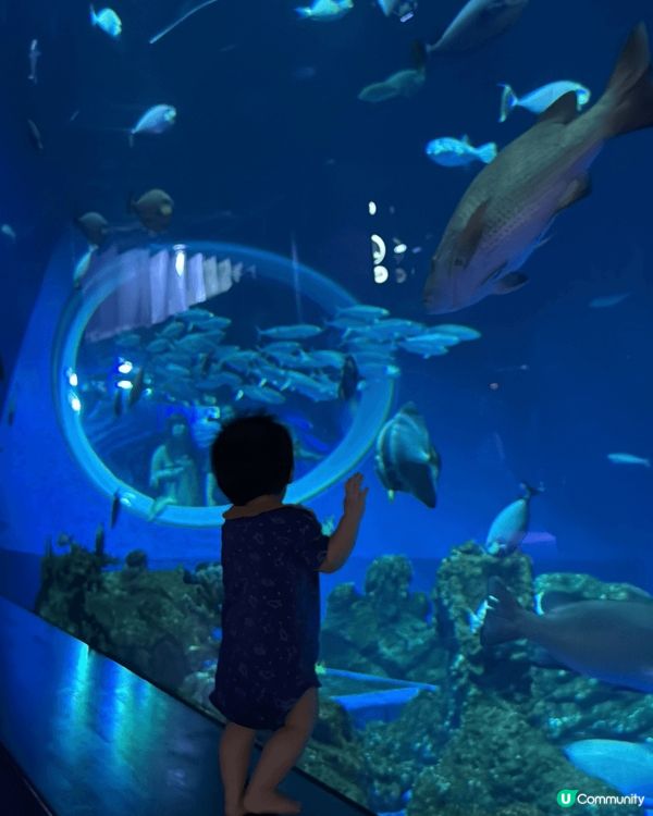 絕對估唔到沖繩dmm水族館連小bb都咁啱玩！第一次見到bb可...