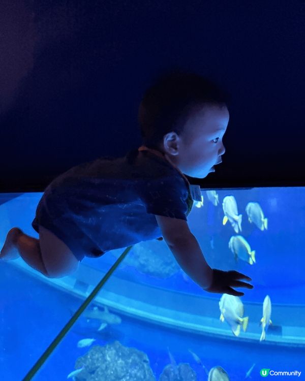 絕對估唔到沖繩dmm水族館連小bb都咁啱玩！第一次見到bb可...