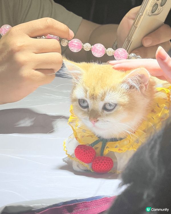 香港本地人的日常好去处和北上撸猫，包括九龙城地茂館甜品、小方...