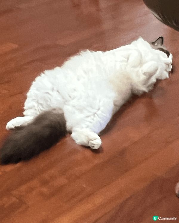 香港本地人的日常好去处和北上撸猫，包括九龙城地茂館甜品、小方...