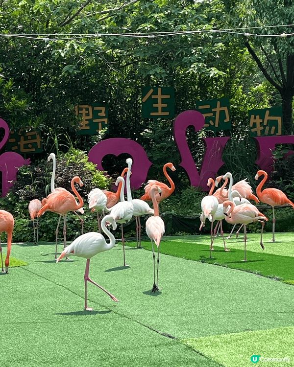 🌿🐾 打卡上海野生動物園！ ✨