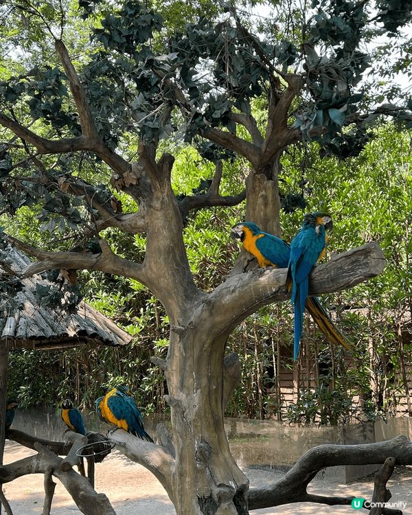 🌿🐾 打卡上海野生動物園！ ✨