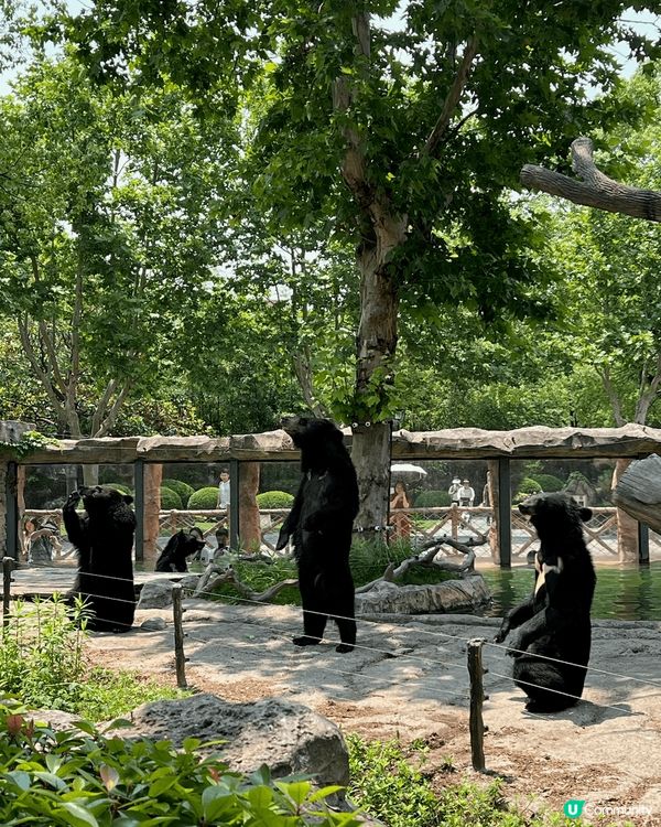 🌿🐾 打卡上海野生動物園！ ✨