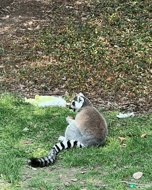 🌿🐾 打卡上海野生動物園！ ✨