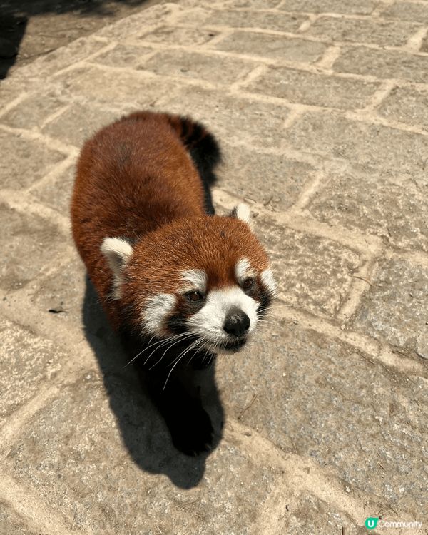 🌿🐾 打卡上海野生動物園！ ✨