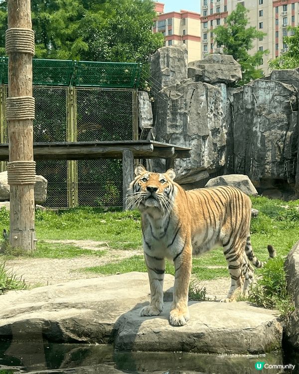 🌿🐾 打卡上海野生動物園！ ✨