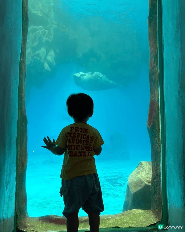 香港嘅好去處，梗係去老少咸宜海洋公園。可以親親好多海洋生物，...