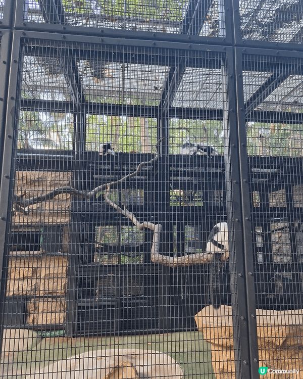 香港動植物公園是市區綠洲，飼養罕見紅頰黑猿與婆羅洲猩猩，並種...