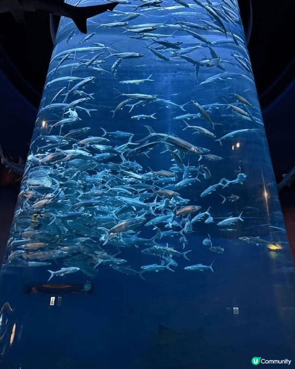 海洋奇觀：亞洲最大的水族館之一，有13米巨型水族箱，超多海洋...