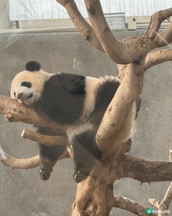 海洋公園有小熊貓，可以見到他們活潑可愛，而且現在還有哈囉喂活...