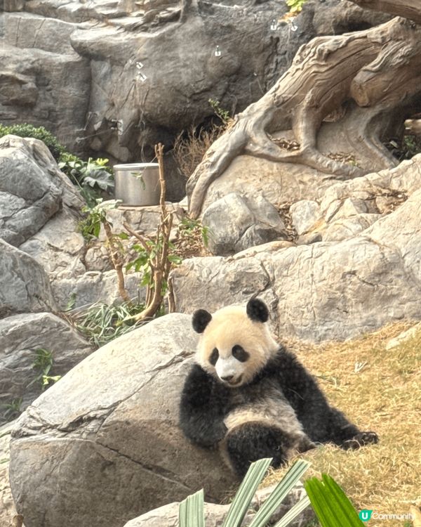 海洋公園有小熊貓，可以見到他們活潑可愛，而且現在還有哈囉喂活...