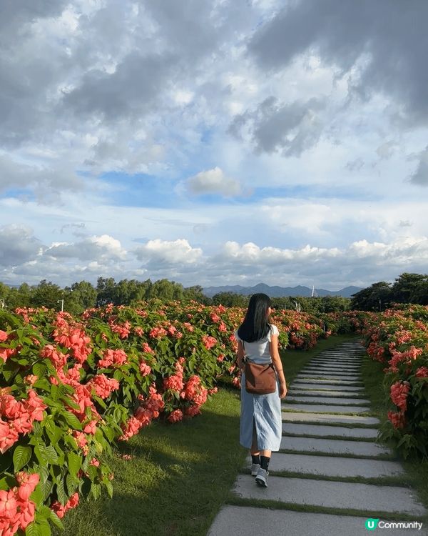 地點是深圳的流花山公園，一片浪漫的粉紙扇花，花期很長，地方很...