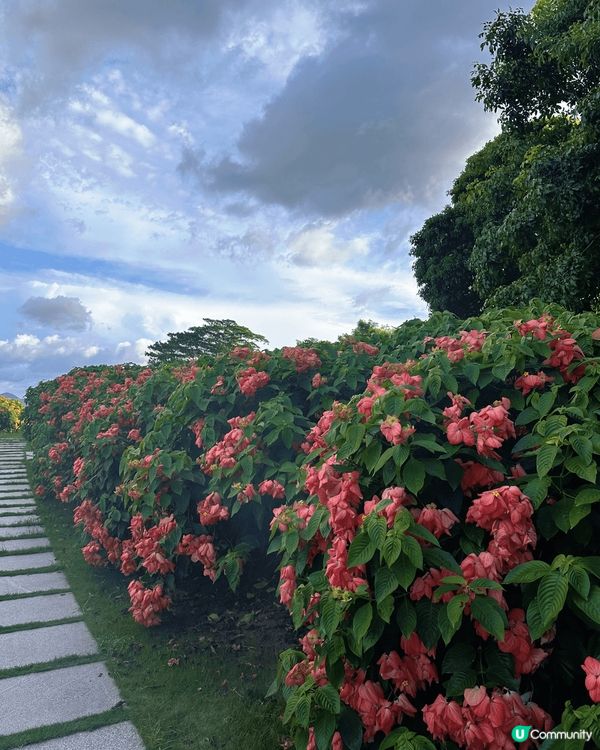 地點是深圳的流花山公園，一片浪漫的粉紙扇花，花期很長，地方很...